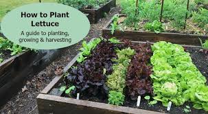 Choose a location in full but indirect sun. How To Plant Lettuce A Guide To Growing Harvesting Lettuce