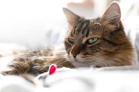 Kidney Disease In Cats