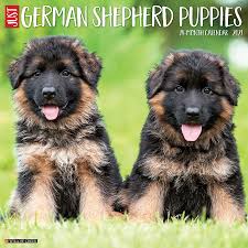 Find quick results from multiple sources. Just German Shepherd Puppies 2021 Wall Calendar Dog Breed Calendar Willow Creek Press 0709786056187 Amazon Com Books