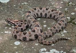 Western Pygmy Rattlesnake By Jim Arterburn Pets Cats Animals Rattlesnake
