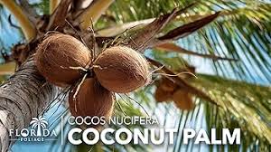 Image result for Cocos