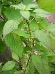 Image result for Acalypha ciliata
