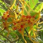 Image result for Strophanthus speciosus