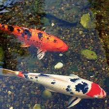 Startup Pakistan - An Army Of Millions Of Mosquito Killer Fish Has Been  Bred To Counter Dengue In Punjab With More Than 2.3 Million Tilapia Fish  Being Released In Ponds And Lakes