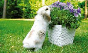 Find funny gifs, cute gifs, reaction gifs and more. List Of Flowers Plants That Rabbits Can Can T Eat