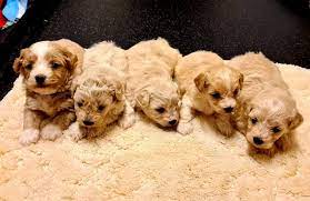 Dogs and puppies cats and kittens horses rabbits birds snakes guinea pigs ducks hamsters chickens rats turtles gerbils ferrets chinchillas goats. Awesome Maltipoo Puppies For Adoption Home Facebook