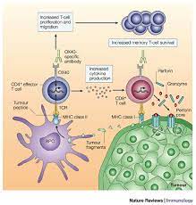 Figure 3 Therapeutic Targeting Of The Effector T Cell Co Stimulatory Molecule Ox40 Medical Laboratory Science Immunology Medical Science
