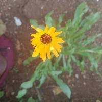 Image result for Senecio karaguensis