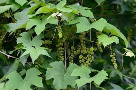 Image result for Vitaceae