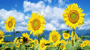 Dalam waktu enam bulan, batang bunga matahari bisa tumbuh hingga tiga meter. Klasifikasi Dan Morfologi Bunga Matahari Kandungan Dan Manfaatnya Dosenbiologi Com