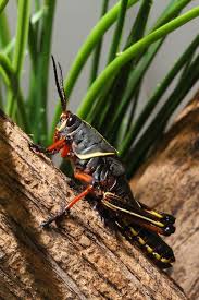 Check spelling or type a new query. Eastern Lubber Grasshopper By Mark Dumont Insect Photography Bugs And Insects Animals Bugs