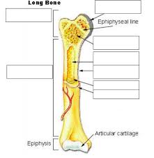 Skeletal system,skeletal system diagrams,human skeleton long bones of arms and legs,human anatomy body and more. Long Bone Diagram Labeled A Well Labelled Diagram Of A Bone Bgmt Data Labeled Diagram Of Long Bone Ear
