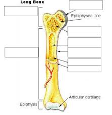 Blank bone diagram creative images. View 18 Long Bone Diagram Unlabeled