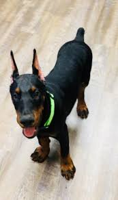 Everything is just slow right now. Ombra Nera Doberman Kennel Doberman Pinscher Breeder In Denver North Carolina