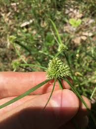 Image result for Cyperus fischerianus
