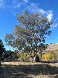 Image result for Eucalyptus camaldulensis