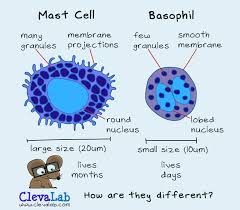 Image result for Mast Cell