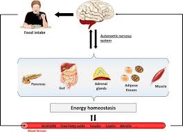 Glucose can be used immediately or stored in the liver and muscles for later use. Carbohydrates And The Brain Roles And Impact Intechopen