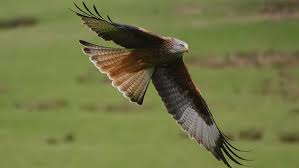 Birds Of Prey Bbc Wales Nature Birds Of Prey Dikie Pticy