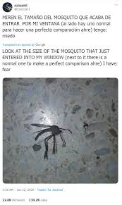 What is that big insect with the really long legs that looks like a giant. Rt On Twitter Argentinian Man Stunned As Giant Mosquito Flies Through His Window More Https T Co Mdi374kwi5