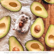 Avocados Baby Animals Funny Baby Animals Super Cute Hedgehog Pet