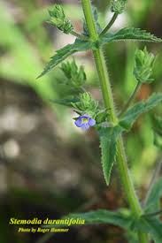 Image result for Stemodia serrata