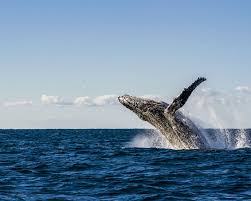 The majority of the east australian humpback whale population spends the summer months feeding in antarctic waters. A Whale Of A Time Timothy Skinner Photographer Photography Animals Birds Fish Aquatic Life Whales Artpal