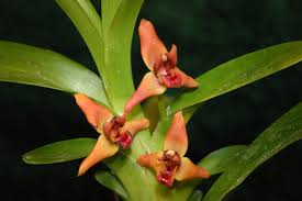 Image result for Otomeria elatior