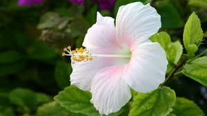 Includes hd wallpaper images of the hibiscus flower on every tab background. Beautiful Hibiscus Flowers Pictures Sfbkk