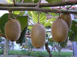 Wir geben tipps von der pflanzung über die pflege bis zur ernte. Kiwi Pflege Pflanzen Dungen Schnitt