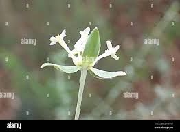 Image result for Gnidia burchellii