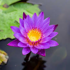 Image result for Nymphaea lotus