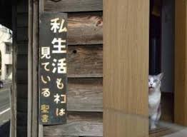 「ネコと和解せよ」の画像検索結果