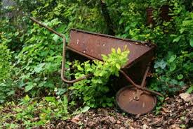 Schleimpilze myxomyceten im garten garten schaffen ein blog pilze im rindenmulch 4 tipps zum schleimpilz bekampfen die welt der schleimpilze seltsamer fund im garten waz de landkreis nicht tier nicht pflanze nicht pilz der schleimpilz mein erster schleimpilz zartbitter co at gruner glibber rund um pilze forum der deutschen gesellschaft. Rindenmulch Im Garten Verwenden