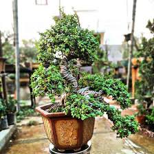 Best Plant Nurseries In Secunderabad India Gardening