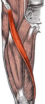 Both muscles are innervated by th… Issues Around The Hip From Tendonitis To Bursitis Beacon Orthopaedics Sports Medicine