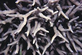 Image result for Corallocarpus triangularis