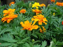 Image result for Tagetes erecta