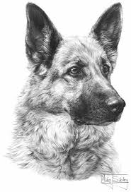 Drawing Animals In The Zoo Honden Portretten Dieren Tekenen Hond Tekeningen