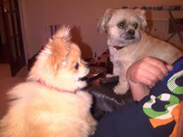 Sandra cribb (@SandraCribb)