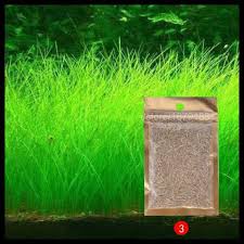 Sepintas tanaman aquascape ini terlihat seperti ganggang rumput laut. Ekslusif Aneka Jenis Bibit Rumput Air Aquarium Untuk Aquascape Cuci Gudang Shopee Indonesia