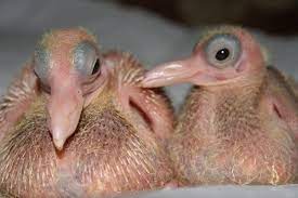 20 Animals You Never See As Babies Newborn Animals Baby Pigeon Baby Animals
