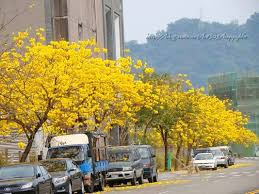 台中太順路 黃花風鈴木盛開 最美麗的行道樹 road