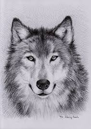 Wolf Drawings Wallpapers Wallpaper Cave Find the perfect wolf picture from over 2,000 of the best wolf images. wolf drawings wallpapers wallpaper cave