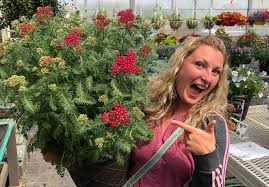 Later, greenhouses built against these fruit walls further improved yields from solar energy alone. New Blooms Event Takes Place In Canada Greenhouse Product News