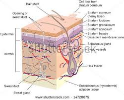 Labeled Skin Diagrams Health Pictures Skin Anatomy Skin Structure Integumentary System