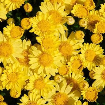 Hardy Garden Mum - Sundance