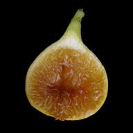 Résultat de recherche d'images pour "yellow lebanese fig"