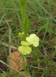 Image result for Striga asiatica