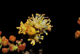 Image result for Scolopia stolzii